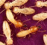 Termite Control, Prevention / www.topspestcontrol.com