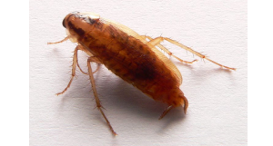 German Roach