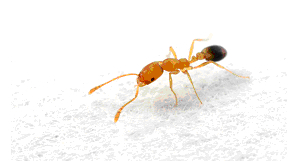 Pharoah Ants