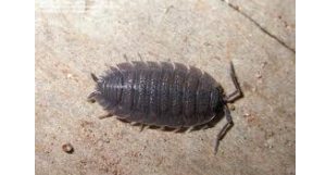 Sow bugs