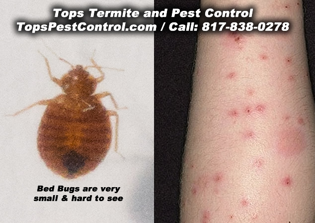 Bed Bugs, Tops Termite and Pest Control / www.topspestcontrol.com